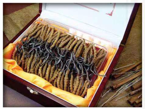 盈江冬虫夏草回收